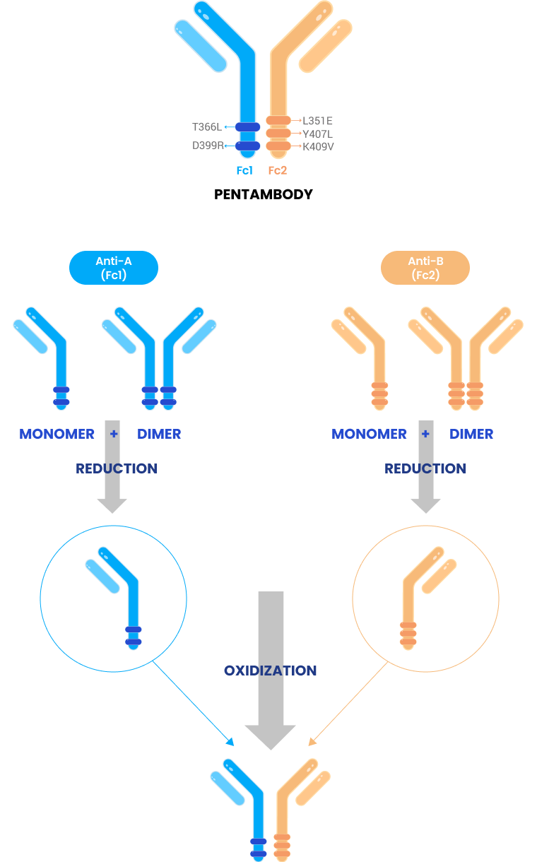 항-A 항체와 항-B 항체는 두 개의 단일 세포에서 별도로 발현됩니다. 환원 후 항-A 및 항-B 항체는 완전히 절반의 항체 분자가 되며 간단한 산화 단계를 통해 쉽게 항A/B 이중특이적 항체로 조립될 수 있습니다.